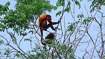 Guianan red howler monkeys (Alouatta macconnelli) feeding in a tree, Iwokrama Forest, Guyana.