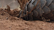 Temminck's pangolin (Smutsia temminckii) digging and feeding on ants, Hoedspruit, South Africa. This pangolin was rescued from the illegal wildlife trade, rehabilitated and returned to the wild.