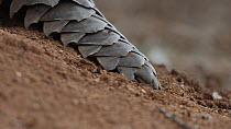 Close up of ants walking over the tail of a Temminck's pangolin (Smutsia temminckii), Hoedspruit, South Africa. This pangolin was rescued from the illegal wildlife trade, rehabilitated and returned to...
