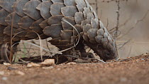 Temminck's pangolin (Smutsia temminckii) digging and feeding on ants, Hoedspruit, South Africa. This pangolin was rescued from the illegal wildlife trade, rehabilitated and returned to the wild.