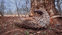 Temminck's pangolin (Smutsia temminckii) rolling over on the ground to investigate camera, Hoedspruit, South Africa. This pangolin was rescued from the illegal wildlife trade, rehabilitated and return...