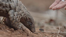 Temminck's ground pangolin (Smutsia temminckii) is picked up by a veterinary nurse at the Rhino Revolution rehabilitation facility in Hoedspruit, South Africa. This young male pangolin was found after...