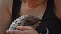 Temminck's ground pangolin (Smutsia temminckii) orphan is held and reassured by a veterinary nurse, Rhino Revolution facility, Hoedspruit, South Africa. This pangolin was found abandoned after its mot...