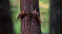 Red squirrels (Sciurus vulgaris) feeding and chasing each other around a tree in a fores, Cairngorms National Park, Scotland.