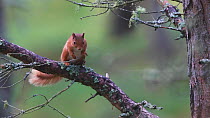 Red squirrel (Sciurus vulgaris) grooming while sat on branch, before descending tree, Cairngorms National Park, Scotland.