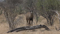 Roan antelope (Hippotragus equinus) in dry scrub in the Okavango Delta, Moremi Game Reserve, Botswana.