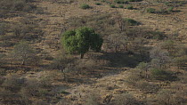 Sausage tree (Kigelia africana) seen from the air, Chief's Island, Okavango Delta, Moremi Game Reserve, Botswana.