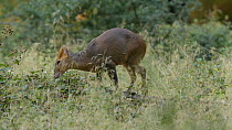 Male Muntjac deer (Muntiacus reevesi) walking along a fallen tree to eat blackberries, Ashridge, Hertfordshire, August.