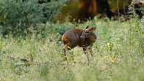 Male Muntjac deer (Muntiacus reevesi) walking along a fallen tree and grooming, Ashridge, Hertfordshire, August.