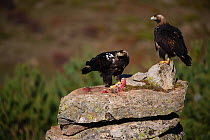 Spanish imperial eagle (Aquila adalberti), two on rock, one eating rabbit carcass put out at wildlife watching hide. Near El Barraco, Avila, Castile and Leon, Spain. December.