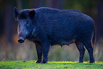 Wild boar (Sus scrofa) sow, portrait. Eriksberg Wildlife and Nature Park, Blekinge, Sweden. October. Captive.