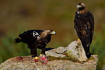 RF - Spanish imperial eagle (Aquila adalberti), two on rock, one eating rabbit carcass put out at wildlife watching hide. Near El Barraco, Avila, Castile and Leon, Spain. December. (This image may be...