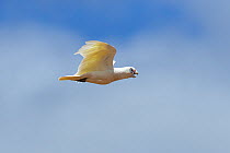 Little corella (Cacatua sanguinea) in flight with open beak. Kangaroo Island, South Australia.