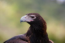 Wedge-tailed eagle (Aquila audax) portrait. Lamington National Park, Queensland, Australia. Captive.