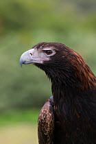 Wedge-tailed eagle (Aquila audax) portrait. Lamington National Park, Queensland, Australia. Captive.