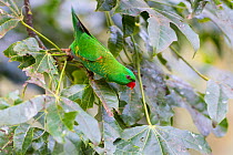 Scaly-breasted lorikeet (Trichoglossus chlorolepidotus) in tree. Brisbane, Queensland, Australia.