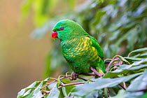 Scaly-breasted lorikeet (Trichoglossus chlorolepidotus) perched in tree. Brisbane, Queensland, Australia.