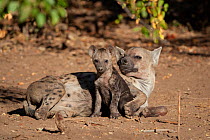 Spotted hyena (Crocuta crocuta) female and cub resting. Mashatu Game Reserve, Botswana.