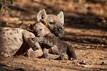 Spotted hyena (Crocuta crocuta) female and cub. Mashatu Game Reserve, Botswana.