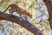 Leopard (Panthera pardus) walking down branch. Okavango Delta, Botswana.