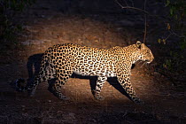 Leopard (Panthera pardus) walking at night. Mashatu Game Reserve, Botswana.
