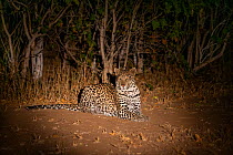 Leopard (Panthera pardus) lying down in forest at night. Mashatu Game Reserve, Botswana.