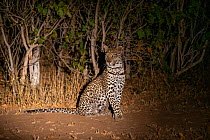 Leopard (Panthera pardus) sitting in forest at night. Mashatu Game Reserve, Botswana.
