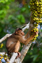 Pig-tailed macaque (Macaca nemestrina) eating fruits. Kinabatangan River, Borneo, Malaysia.