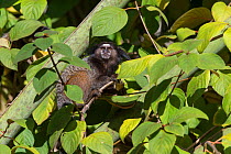 Black tufted marmoset (Callithrix penicillata) sitting amongst leaves in tree. Serra de Canastra National Park, Brazil.