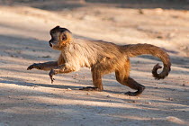 Brown capuchin monkey (Sapajus apella). Pantanal, Brazil.