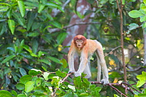 Proboscis monkey (Nasalis larvatus) sub-adult standing on all-fours in tree. Tanjung Puting National Park, Indonesia.