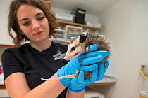 Virginia opossum (Didelphis virginiana), orphan aged three months, held by wildlife rehabilitator. Sarvey Wildlife Care Center, Arlington, Washington, USA. June 2015. Model released.