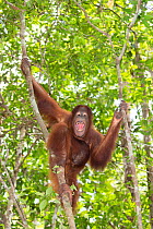 Bornean orangutan (Pongo pygmaeus) sub-adult vocalising in rainforest. Tanjung Puting National Park, Indonesia.