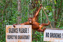 Bornean orangutan (Pongo pygmaeus) swinging amongst signs saying Silence, Respect the Orangutans, No Smoking, rainforest. Tanjung Puting National Park, Indonesia. 2012.