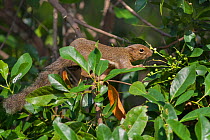 Plantain squirrel (Callosciurus notatus) in tree, feeding on berries. Sabah, Malaysia