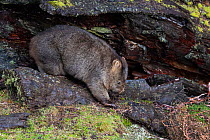 Common wombat (Vombatus ursinus) walking amongst rocks. Cradle Mountain National Park, Tasmania, Australia.
