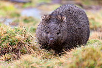 Common wombat (Vombatus ursinus) feeding. Cradle Mountain National Park, Tasmania, Australia.