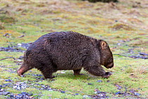 Common wombat (Vombatus ursinus) walking. Cradle Mountain National Park, Tasmania, Australia.