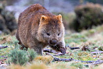 Common wombat (Vombatus ursinus). Cradle Mountain National Park, Tasmania, Australia.