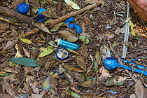 Blue plastic items including spoon, bottle tops and cigarette lighter gathered by male Satin bowerbird (Ptilonorhynchus violaceus) at bower. Lamington National Park, Queensland, Australia. 2015.