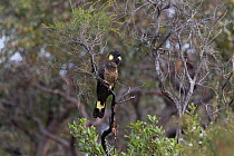 Yellow-tailed black cockatoo (Calyptorhynchus funereus) perched in tree. Kangaroo Island, South Australia.