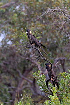 Yellow-tailed black cockatoo (Calyptorhynchus funereus), two perched in tree. Kangaroo Island, South Australia.