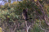 Yellow-tailed black cockatoo (Calyptorhynchus funereus) taking off from tree snag. Kangaroo Island, South Australia.