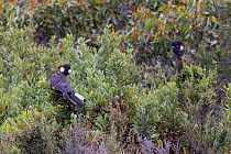 Yellow-tailed black cockatoo (Calyptorhynchus funereus), two perched in scrub. Kangaroo Island, Australia. .