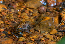 Kottigehar dancing frog (Micrixalus kottigeharensis) pair in amplexus well camouflaged on rock in forest stream, endemic species to Western Ghats, India. These tiny frogs measure 2-4 cm in length