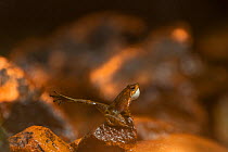 Kottigehar dancing frog (Micrixalus kottigeharensis), male waving foot and calling, vocal sac inflated, mating behaviour, Agumbe, Western Ghats, India. Endemic.
