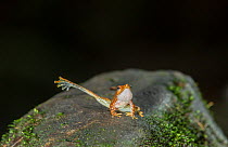 Kottigehar dancing frog (Micrixalus kottigeharensis), male waving foot as mating behaviour, Agumbe, Western Ghats, India. Endemic.