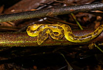Malabar pit viper (Trimeresurus malabaricus), rare yellow colour morph, Agumbe, India. Endemic to Western Ghats.