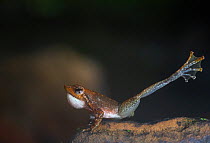 Kottigehar dancing frog (Micrixalus kottigeharensis), male waving foot, mating behaviour, Agumbe, Western Ghats, India. Endemic.