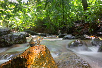 Kottigehar dancing frog (Micrixalus kottigeharensis) pair in amplexus on rock in forest stream, endemic species to Western Ghats, India. These tiny frogs measure 2-4 cm in length